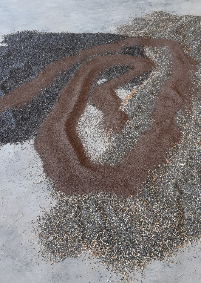 Mélange de semences de couverts sur dalle de béton