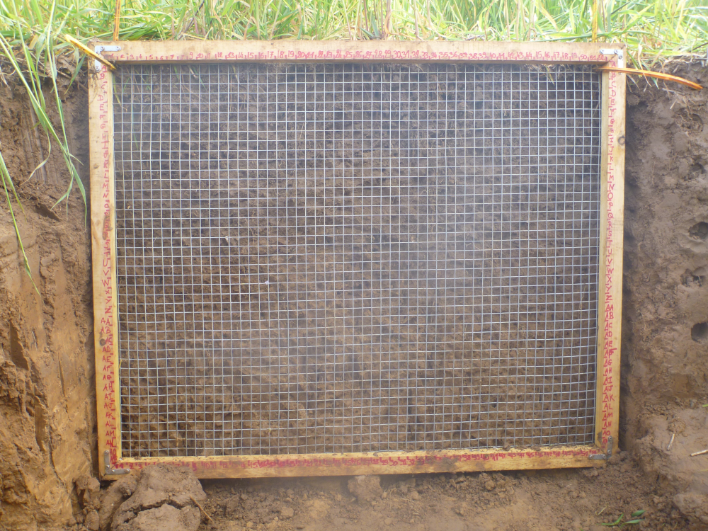 Les profils racinaires consistent en des comptages de racines par maille de 2 cm de côté