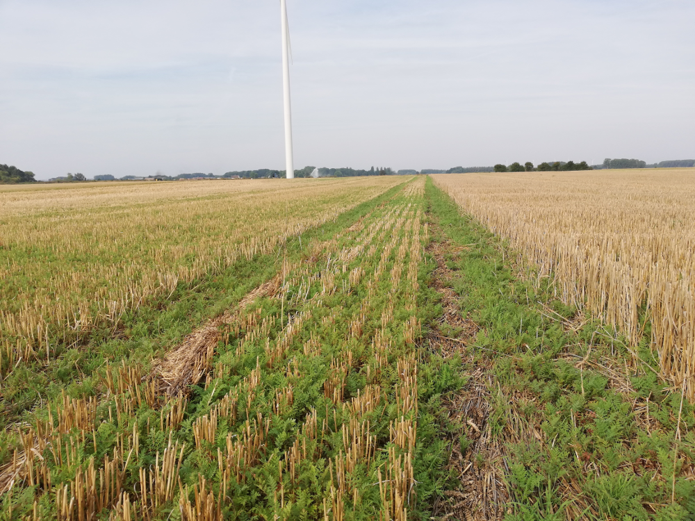 Deux gestions des résidus de cultures à Hombleux : chaumes laissés bas à gauche et chaumes hauts à droite
