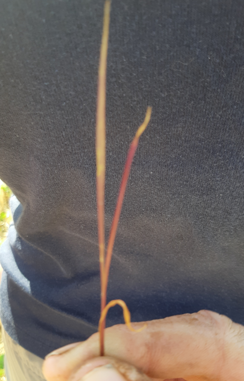 Plantule de Moha desséchée au 31/08